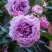 Роза СИЛЬВЕР КВИК плетистая в Мозыре