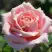 Роза ФРЕДЕРИК МИСТРАЛЬ чайно-гибридная в Мозыре