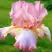 Ирис БЛАШИНГ ПИНК бородатый в Мозыре