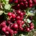 Рябина ГРАНАТНАЯ сладкоплодная в Мозыре