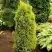 Можжевельник ГОЛД КОН обыкновенный в Мозыре