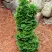 Туя СПИРАЛИС МИНИ западная в Мозыре