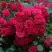 Роза РАДОСТЬ САДОВНИКА (ГАРТЕН ФРОЙДЕ) почвопокровная в Мозыре