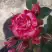 Роза ФАЙЕР ВОРКС миниатюрная в Мозыре