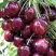Черешня СИЛЬВИЯ колоновидная в Мозыре