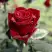 Роза ТАБУ чайно-гибридная в Мозыре