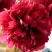 Пион БЕЛГРАВИЯ травянистый в Мозыре
