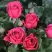Роза ЛАВ ЛЕТТЕР флорибунда в Мозыре
