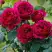 Роза КЕЙТ английская в Мозыре