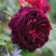 Роза МАНСТЕД ВУД английская в Мозыре