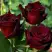 Роза ЧЕРНАЯ МАГИЯ чайно-гибридная в Мозыре