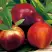 Нектарин СТАРК РЕД ГОЛД в Мозыре