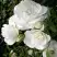 Роза АЙСБЕРГ флорибунда в Мозыре