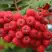 Рябина АЛАЯ КРУПНАЯ сладкоплодная в Мозыре