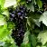Смородина чёрная БЕЛОРУССКАЯ СЛАДКАЯ в Мозыре