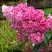 Гортензия МЕГА МИНДИ метельчатая в Мозыре