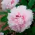 Пион ПЕРСИК ПОД СНЕГОМ древовидный в Мозыре