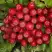 Рябина РУБИНОВАЯ сладкоплодная в Мозыре
