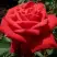 Роза СОФИ ЛОРЕН чайно-гибридная в Мозыре
