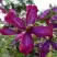 Клематис СВИТ САММЕР ЛАВ в Мозыре