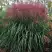 Мискантус МАЛЕПАРТУС китайский  в Мозыре