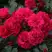 Роза РАДОСТЬ САДОВНИКА (ГАРТЕН ФРОЙДЕ) почвопокровная в Мозыре