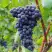 Виноград МУКУЗАНИ в Мозыре