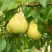 Груша ВЕЛИКАЯ ЛЕТНЯЯ (БОЛЬШАЯ ЛЕТНЯЯ) в Мозыре