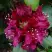 Рододендрон КАЛИ в Мозыре