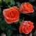 Роза ОРАНЖ ДЖЕВЕЛ миниатюрная в Мозыре