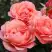 Роза КОРАЛ ЛИОНС РОУЗ флорибунда в Мозыре