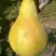 Груша КОНКОРД в Мозыре