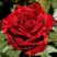 Роза РЕД ИНТУИШН чайно-гибридная в Мозыре