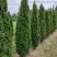 Туя ДЕГРУТ СПАЙР западная в Мозыре
