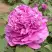 Пион ОРНАМЕНТ древовидный в Мозыре