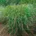 Просо РЕБРАУН прутьевидное в Мозыре