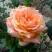 Роза ЭЛЬДОРАДО чайно-гибридная в Мозыре