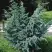 Можжевельник БЛЮ АЛЬПС китайский  в Мозыре