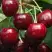 Черешня ГРОНКАВАЯ в Мозыре