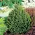 Ель КОМПАКТА обыкновенная в Мозыре