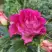 Роза БРЕРА флорибунда в Мозыре