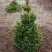 Ель ВИЛС ЦВЕРГ обыкновенная в Мозыре