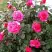 Роза МАЛИНОВЫЙ ЗВОН чайно-гибридная в Мозыре
