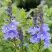 Вероника РОЯЛ БЛЮ большая в Мозыре
