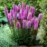 Лиатрис РОЗЕА колосковая в Мозыре