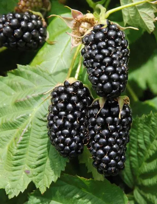 ремонтантная ежевика.jpg ремонтантная ежевика.jpg