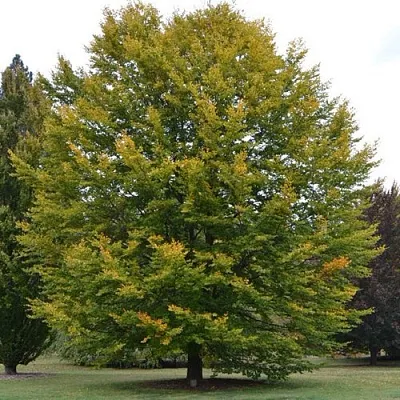 Бук лесной  Бук лесной в Мозыре