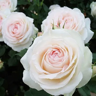 Роза ПАЛЕ РОЯЛЬ плетистая  Роза ПАЛЕ РОЯЛЬ плетистая в Мозыре