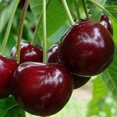 Вишня МИЛАВИЦА  Вишня МИЛАВИЦА в Мозыре