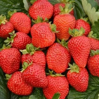 Клубника САН АНДРЕАС ремонтантная  Клубника САН АНДРЕАС ремонтантная в Мозыре